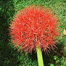 همانتوس کاترینه